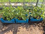 Tomatenplanten, Ophalen