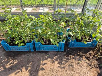 Tomatenplanten, Enlèvement