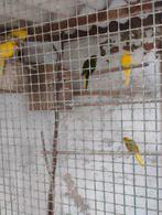 A vendre perruches kakariky, Divers, Enlèvement