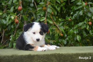 Tricolor Border Collie pupje beschikbaar voor biedingen
