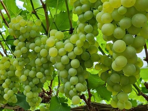 Gezocht, Tuin en Terras, Planten | Fruitbomen, Ophalen