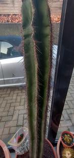 Grote cactus, Tuin en Terras, Ophalen of Verzenden