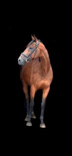 Eerlijk en brave leermeester, Animaux & Accessoires, Chevaux, Hongre