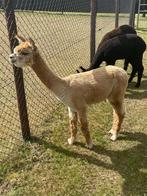 Alpaca hengsten, Augustus, Mannelijk