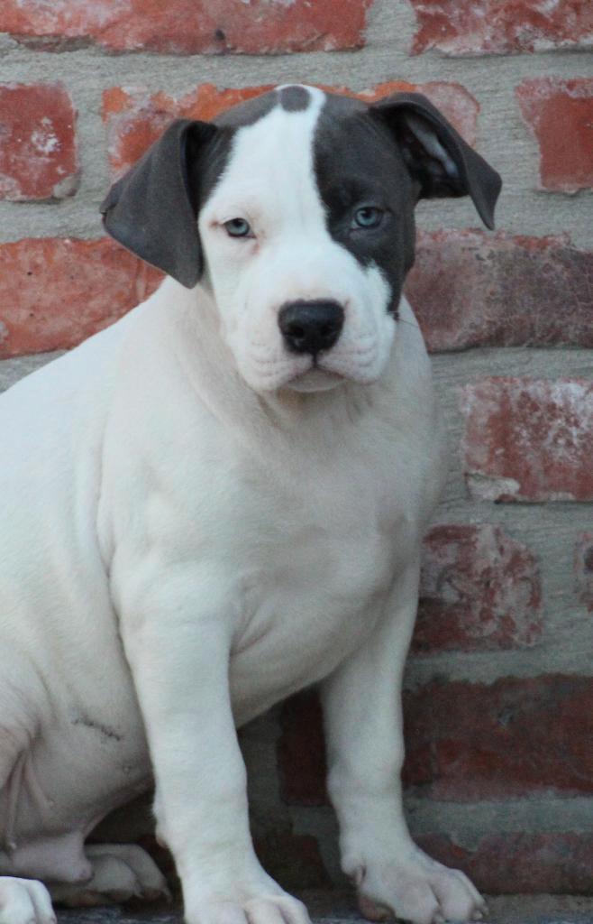 Amerikaanse Stafford pup, Dieren en Toebehoren, Honden | Jack Russells en Terriërs, Reu, American Staffordshire Terriër, Fokker | Professioneel