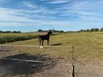 Springpaard, Dieren en Toebehoren, Paarden, Merrie, Springpaard, Gechipt, 0 tot 2 jaar