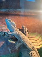 Dragon barbu à vendre + terrarium et accessoires, Animaux & Accessoires