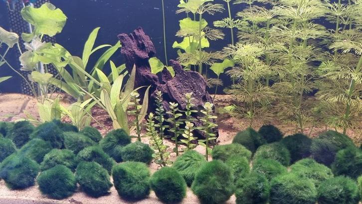 Mosballen 3 á 4 cm doorsnede, Dieren en Toebehoren, Vissen | Aquariumvissen