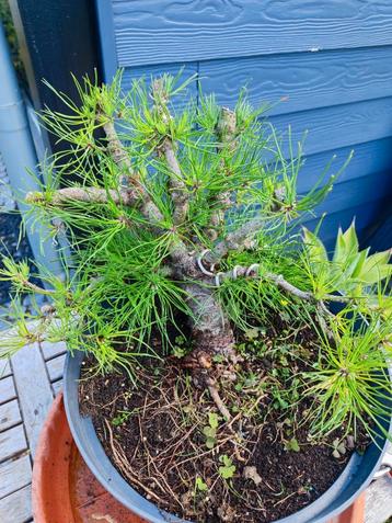 bonsai startplant pinus beschikbaar voor biedingen