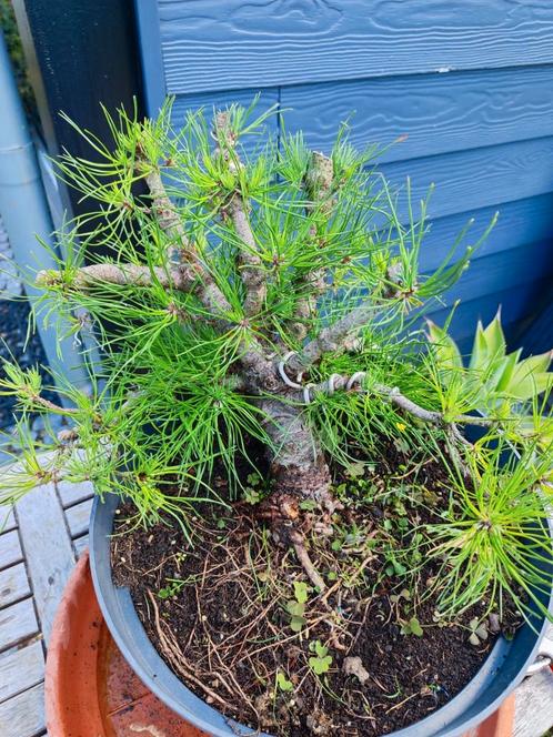 bonsai startplant pinus, Tuin en Terras, Planten | Tuinplanten, Ophalen