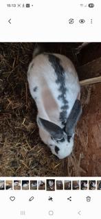 Konijn voedster .reuzevlinder, Dieren en Toebehoren, Konijnen