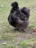 Zijdehoenen, Dieren en Toebehoren, Pluimvee, Meerdere dieren, Kip