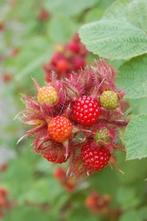 japanse wijnbes - bessenstruik, Tuin en Terras, Ophalen, Vaste plant, Halfschaduw, Fruitplanten