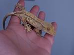 1.0 extreme Harlequin Tangerine wimpergekko man, Dieren en Toebehoren, Reptielen en Amfibieën, Hagedis, Tam, 0 tot 2 jaar