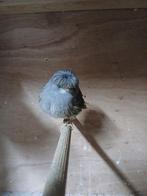 Glosters koppel, Dieren en Toebehoren