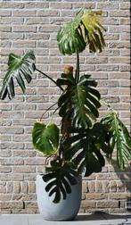 Monstera XL, Ophalen of Verzenden