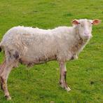 vrouwelijk schaap, Mouton, Femelle