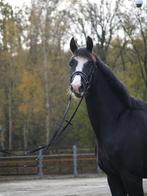 Prachtige 3 jarige merrie, Dieren en Toebehoren, Paarden, Merrie, Dressuurpaard, 3 tot 6 jaar, 160 tot 165 cm