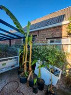 Musa Basjoo (Japanse vezelbanaan), Tuin en Terras, Ophalen