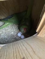 Groot-Alexander, Meerdere dieren, Papegaai, Geringd