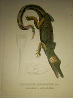 Gravure crocodile lot 330, Antiquités & Art, Art | Eaux-fortes & Gravures, Enlèvement ou Envoi