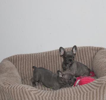 Franse Bulldog pups in huis opgevoed blauw  beschikbaar voor biedingen