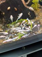 Ancistrus snow white, Dieren en Toebehoren