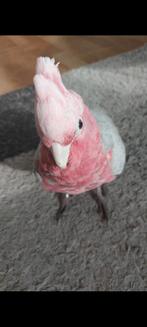 Rosalbin, Dieren en Toebehoren, Vrouwelijk, Papegaai, Pratend