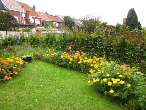 Reuze Afrikaantjes, Tuin en Terras, Bloembollen en Zaden, Ophalen