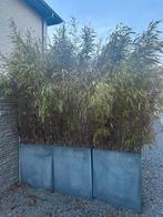 Bamboeplanten in 3 betonnen bloempotten, Ophalen, Zomer, In pot