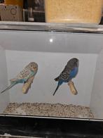 Kleurgrasparkieten BW BF en nog tal van andere kleuren, Dieren en Toebehoren, Vogels | Parkieten en Papegaaien, Parkiet, Geringd