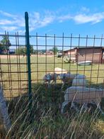 Swifter schaap, Enlèvement