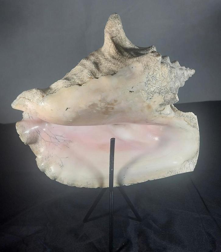 Koninginneschelp op staander, Verzamelen, Mineralen en Fossielen, Ophalen of Verzenden