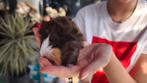 Peruaanse cavia, Dieren en Toebehoren, Cavia, Juli, Meerdere dieren, Tam