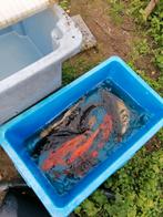 Goedkope koi en enkele karpers, Dieren en Toebehoren
