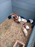 Jonge cavia zeugjes en beertjes, Dieren en Toebehoren, Cavia, Meerdere dieren, Tam, Oktober