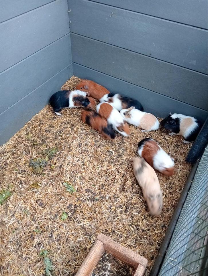 Jonge cavia zeugjes en beertjes, Dieren en Toebehoren, Knaagdieren, Meerdere dieren, Cavia, Oktober, Tam