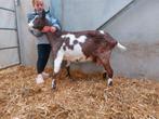 Bonte melkgeit, Dieren en Toebehoren, Schapen, Geiten en Varkens, Vrouwelijk, Geit, 3 tot 5 jaar