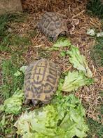 Tortues  Hermanni Hermanni Corse, Animaux & Accessoires, Reptiles & Amphibiens, Tortue, 11 ans ou plus