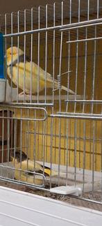 Postuurkanaries , Glosters, Dieren en Toebehoren, Meerdere dieren, Postuurkanarie