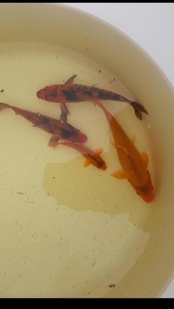 koi van 10 tot 15 cm beschikbaar voor biedingen