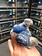 Violet baby dwergpapegaai, Dieren en Toebehoren, Vogels | Parkieten en Papegaaien