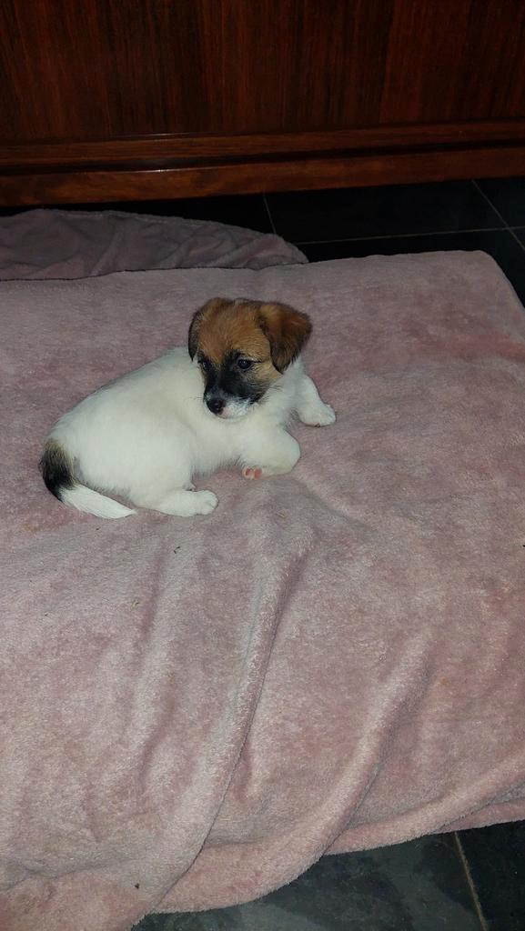 Broken Jack Russel pups, Dieren en Toebehoren, Honden | Jack Russells en Terriërs, Meerdere dieren, Jack Russell Terriër, Fokker | Hobbymatig