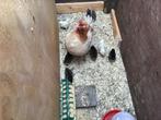 Marans kuikens, Vrouwelijk, Kip