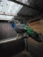 Zwartvleugel pauwen, Dieren en Toebehoren, Meerdere dieren, Overige soorten