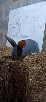 Duitsereus blauw otter moertje, Dieren en Toebehoren, Konijnen