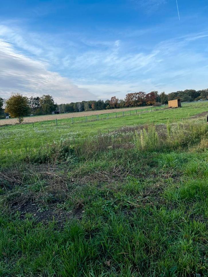 Plek vrij op de weide, Dieren en Toebehoren, Stalling en Weidegang