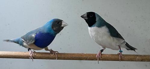 Gould Diamond - Goulds - Finch, Dieren en Toebehoren, Vogels | Overige Vogels, Mannelijk