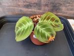 Maranta cat moustache NOID  nr 20, Ophalen