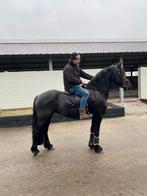 5 jarige friese merrie, Dieren en Toebehoren, Paarden, Merrie